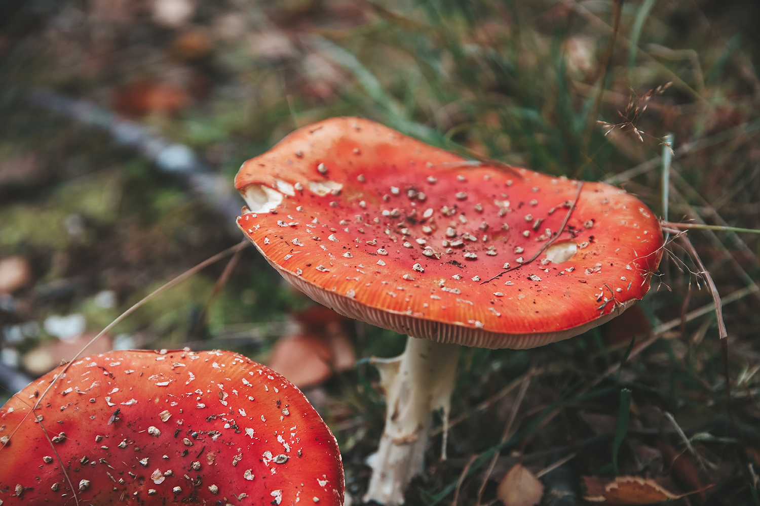 Nordnorwegen Die Provinzen Trøndelag & Nordland