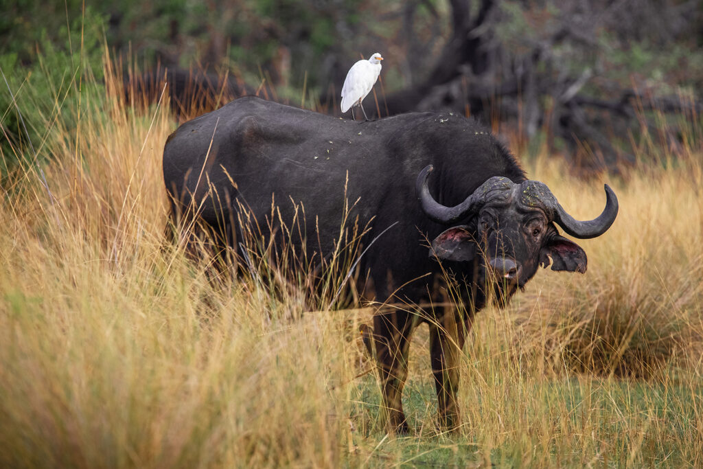 CapriviStreifen Namibias wilde Seite Highlights und Reisetipps