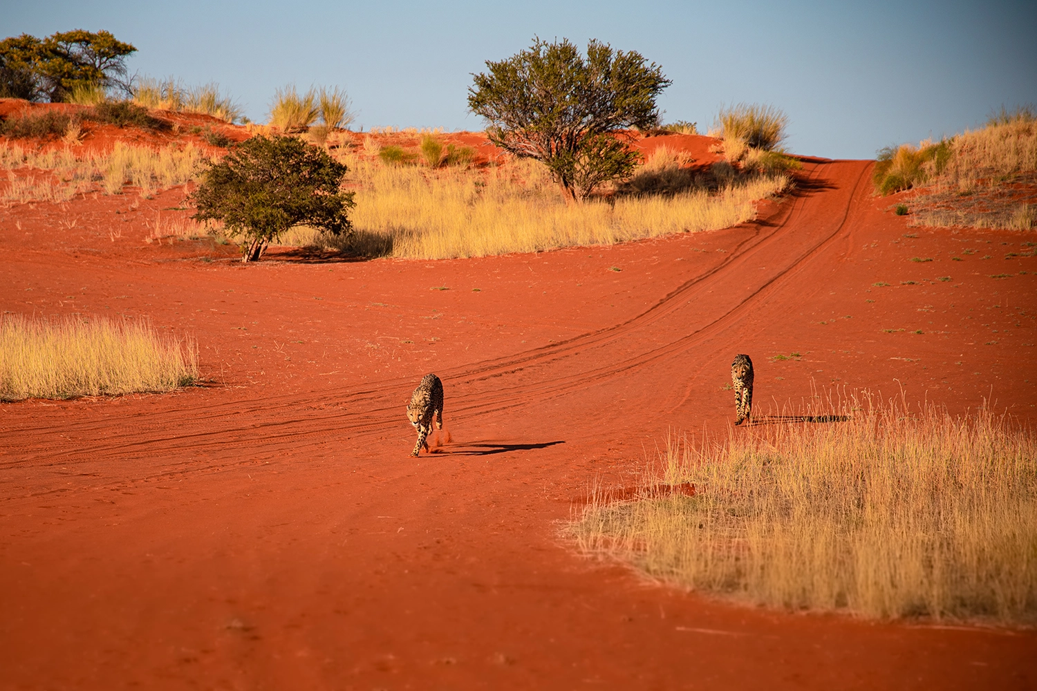 Nambia Sehenswürdigkeiten in der Kalahari Wüste 
© Marielle Janotta - My Travel Island