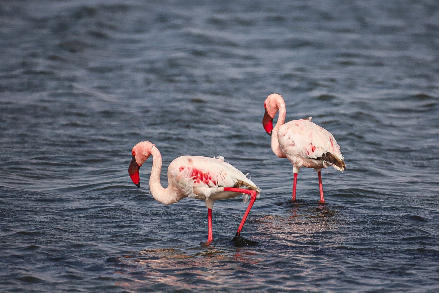 Nambia Sehenswürdigkeiten in der Flamingo Lagoon
© Marielle Janotta - My Travel Island