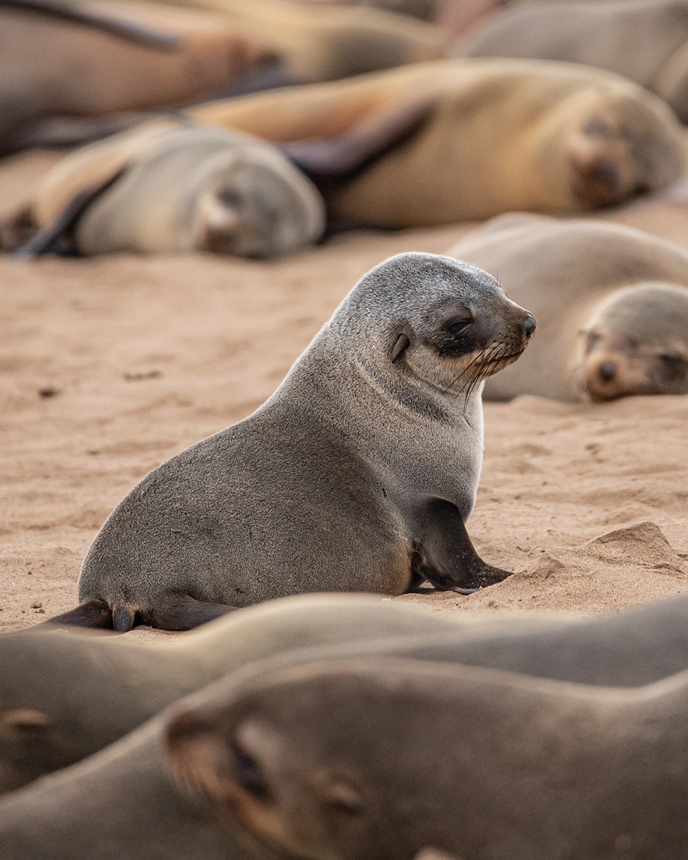 Nambia Sehenswürdigkeiten im Cape Cross Seal Reserve
© Marielle Janotta - My Travel Island