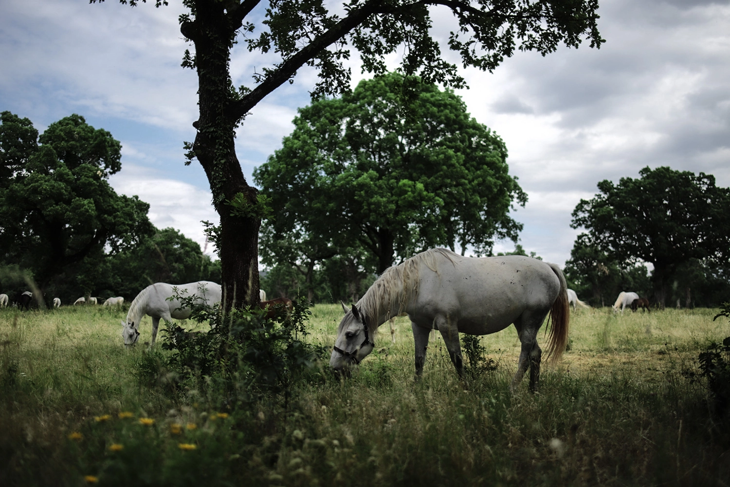 Lipica und die Pferde - Sehenswürdigkeiten Slowenien