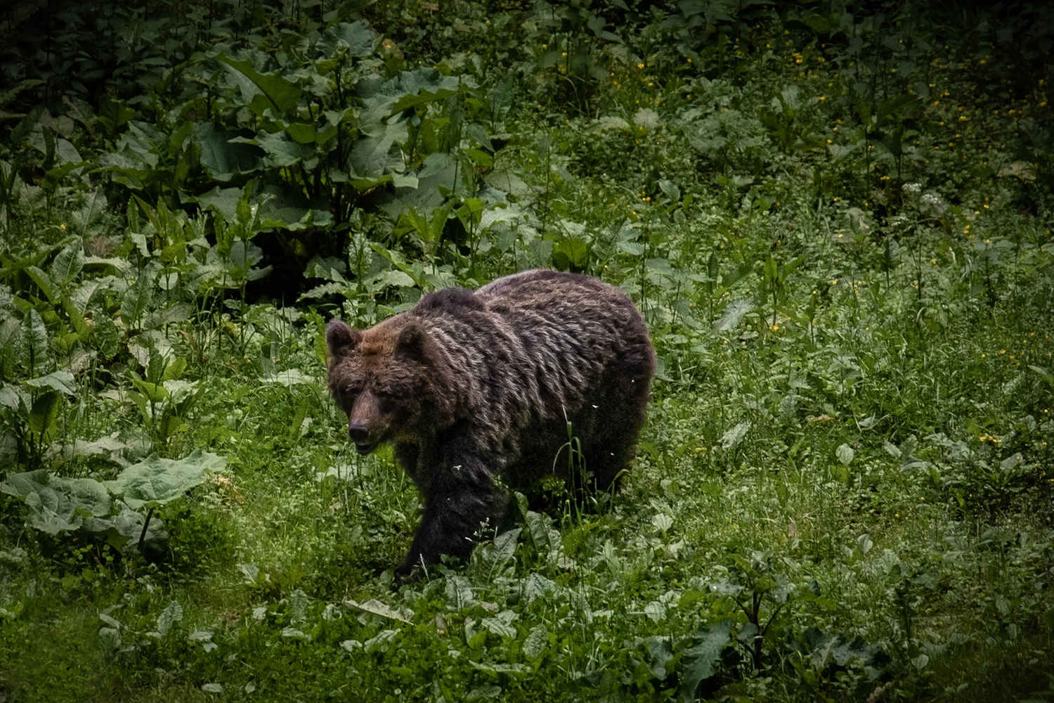 Bären im Lož-Tal - Sehenswürdigkeiten Slowenien