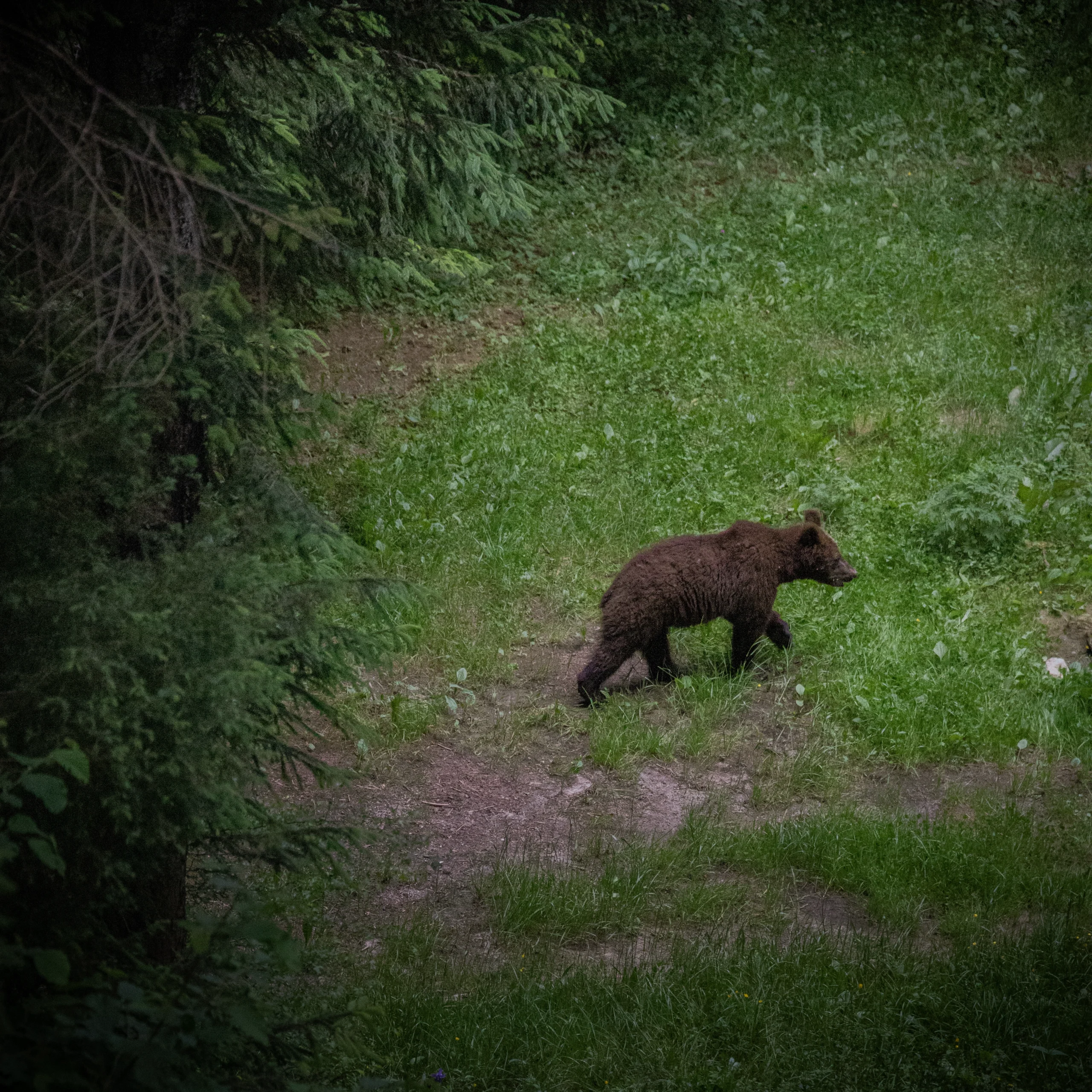 Bären im Lož-Tal - Sehenswürdigkeiten Slowenien