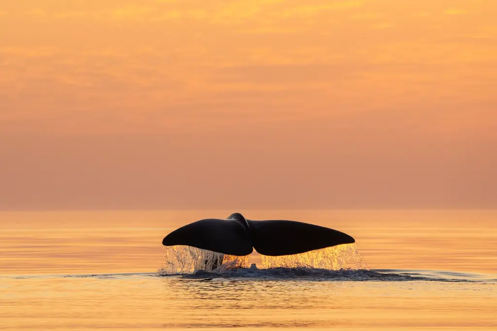 Die Wale von Nordnorwegen - Pottwal vor Vesterålen • Foto: © Ismaele Tortella – Visit Norway