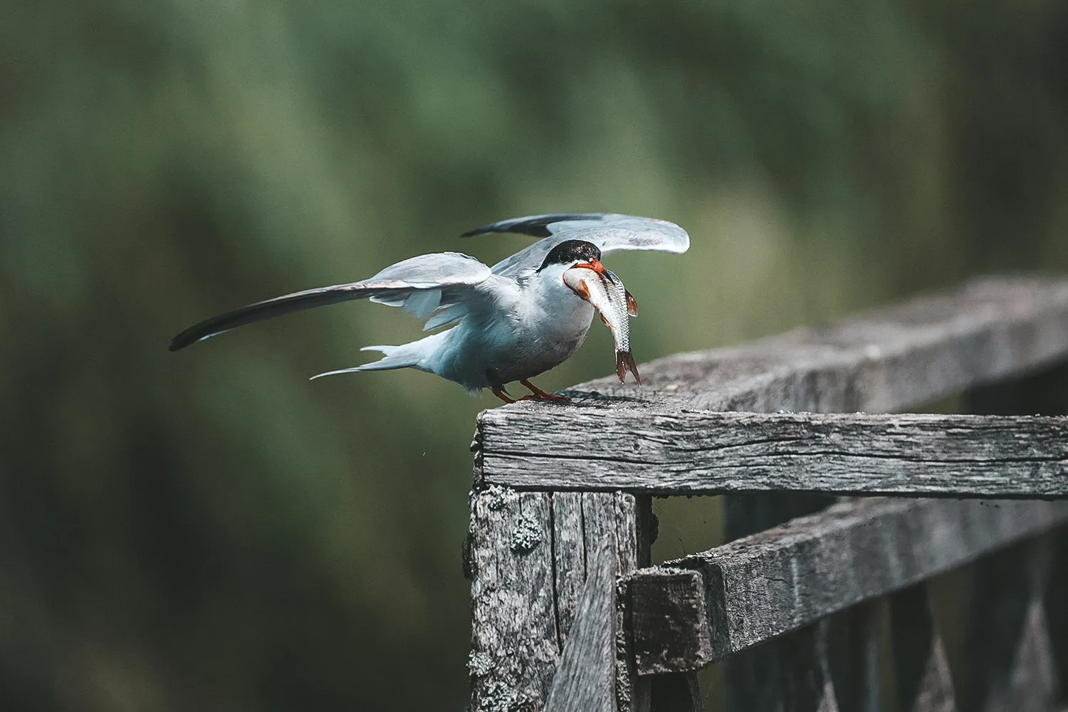 Federsee, Flussseeschwalbe; Naturschutzgebiete und Ausflugsziele zur Vogelbeobachtung im Süden von Baden-Württemberg; My Travel Island