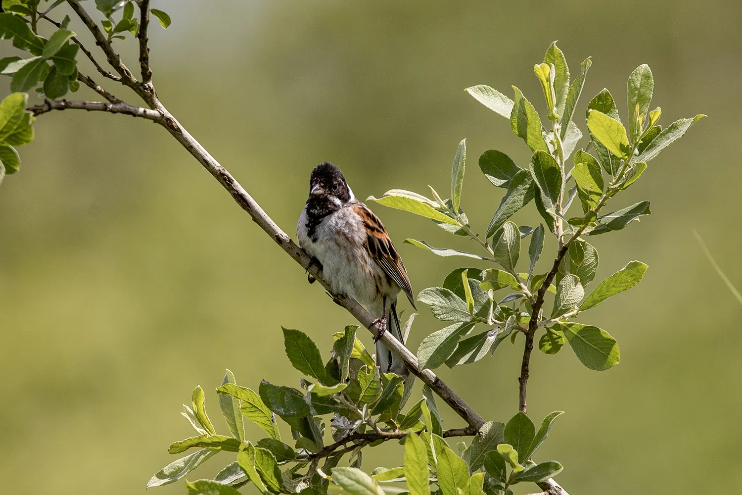 Federsee, Rohrammer; Naturschutzgebiete und Ausflugsziele zur Vogelbeobachtung im Süden von Baden-Württemberg; My Travel Island