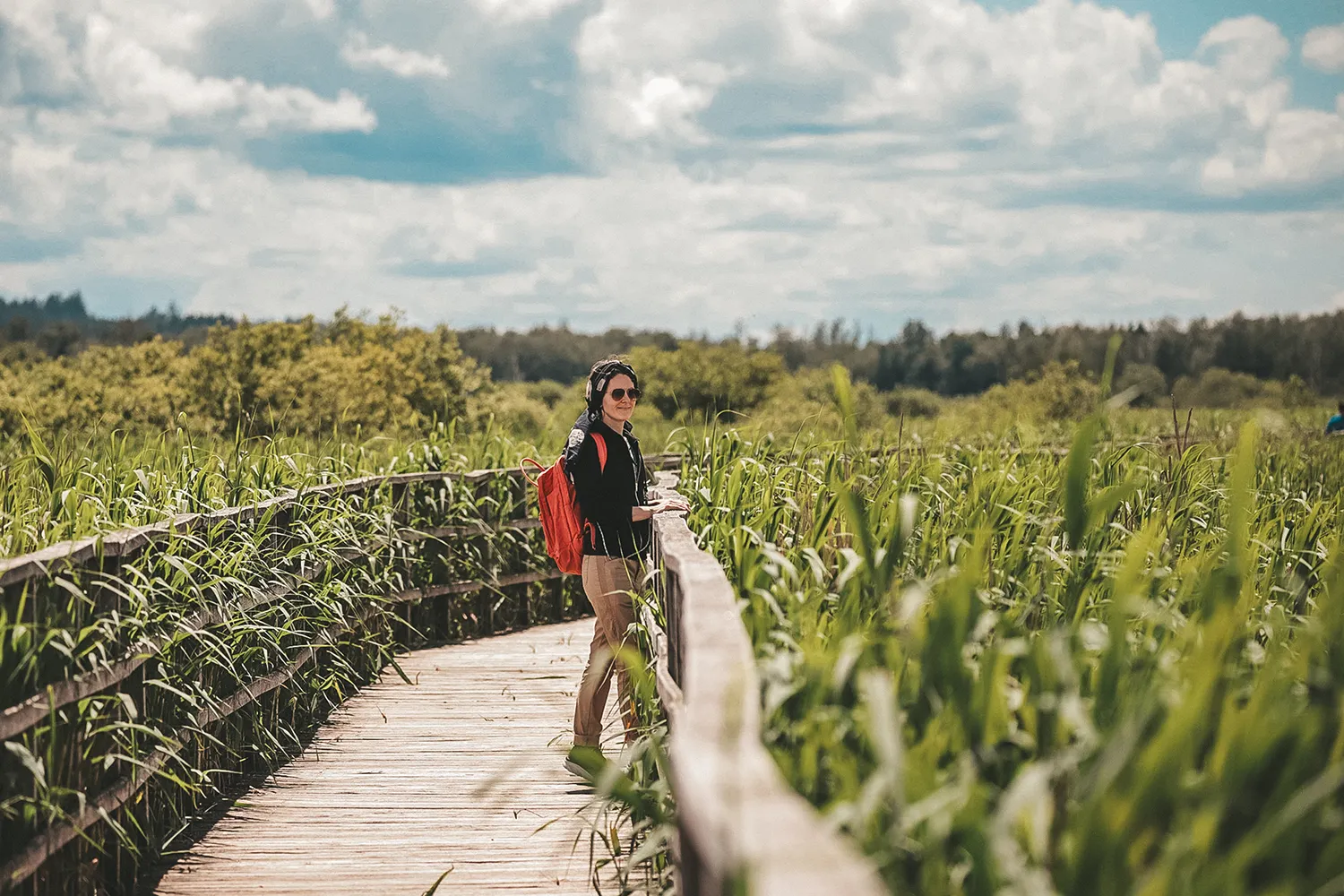 Federseesteg; Naturschutzgebiete und Ausflugsziele zur Vogelbeobachtung im Süden von Baden-Württemberg; My Travel Island