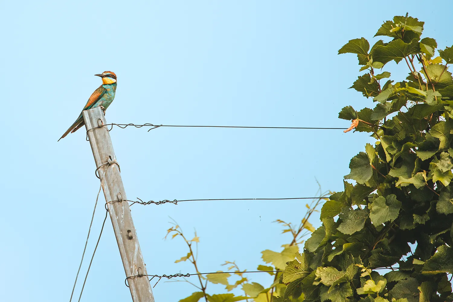 Vogelbeobachtung am Kaiserstuhl, Baden-Württemberg; My Travel Island