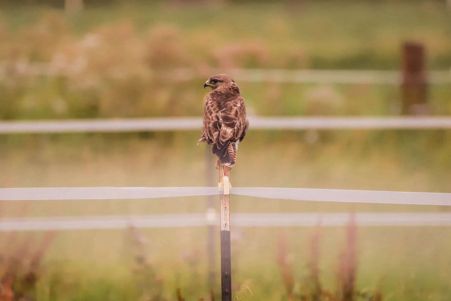 Vogelbeobachtung am Kaiserstuhl, Baden-Württemberg; My Travel Island