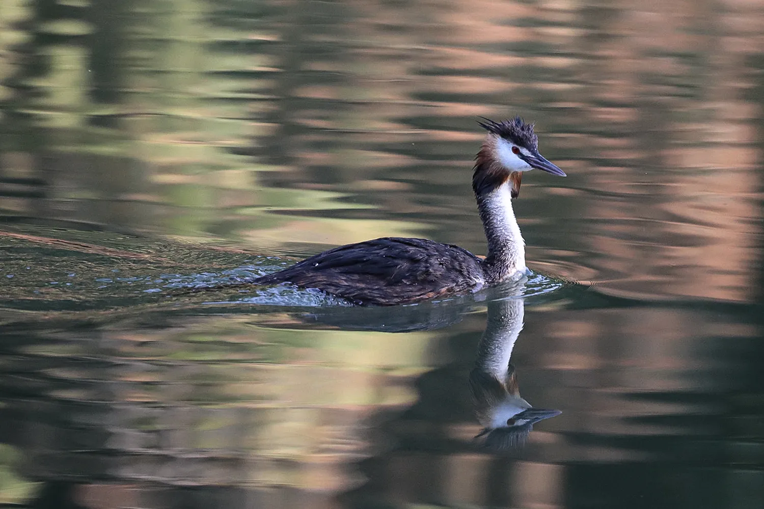 Oberes Steinach, Haubentaucher – Vogelbeobachtung bei Tübingen, Baden-Württemberg; My Travel Island