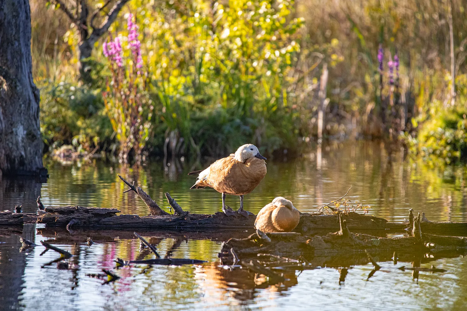 My Travel Island, Schwenninger Moos, Rostgans; Naturschutzgebiete und Ausflugsziele zur Vogelbeobachtung im Süden von Baden-Württemberg. 