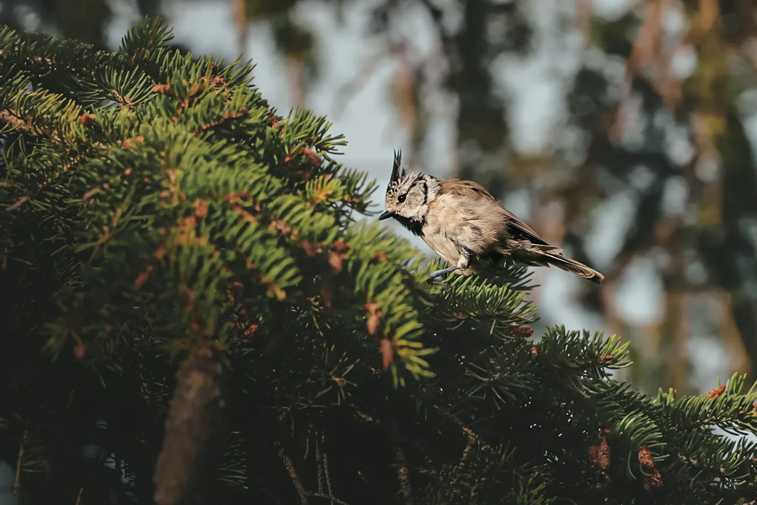 Vogelwelt auf der Schwäbischen Alb, Baden-Württemberg; My Travel Island