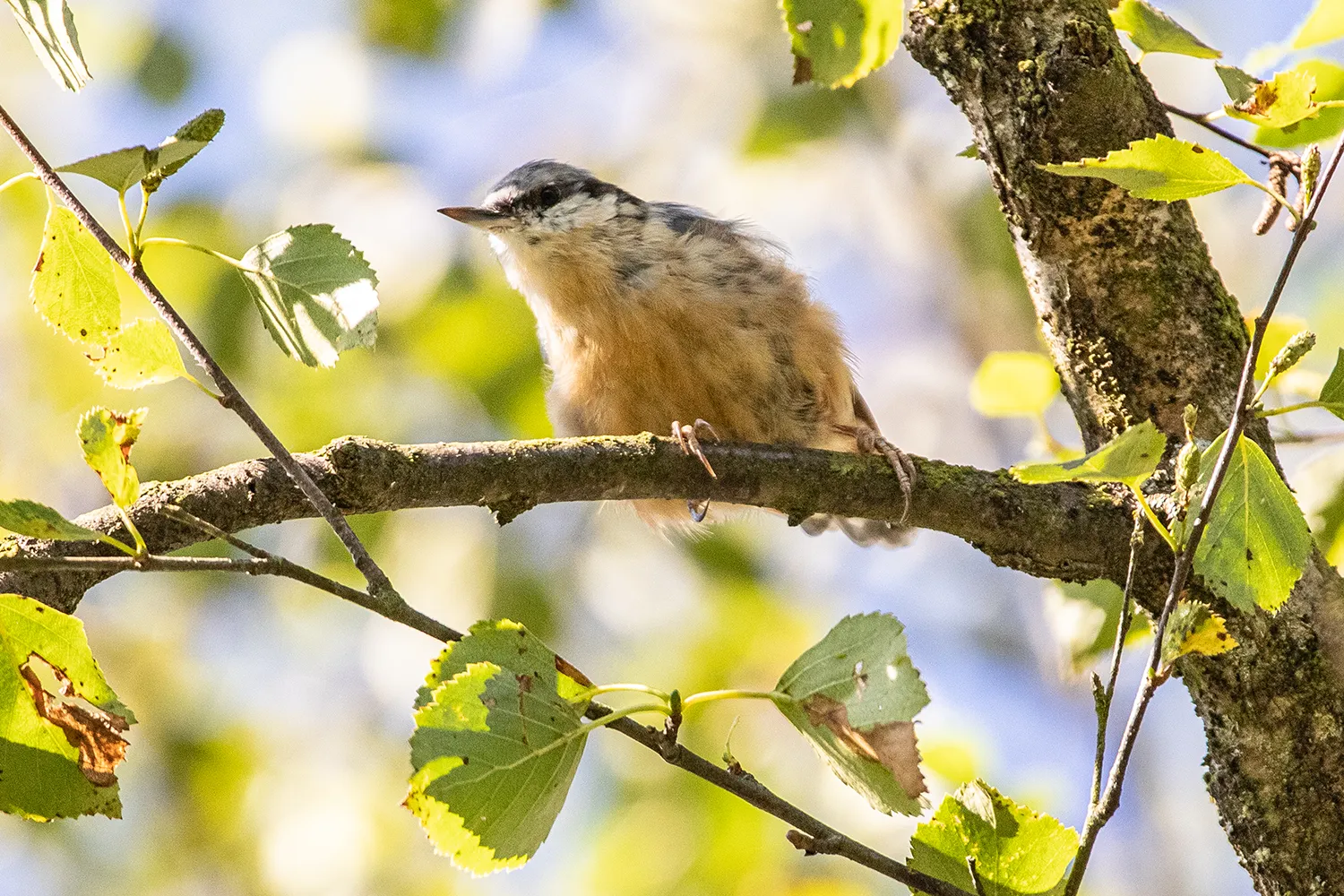 Schwenninger Moos, Kleiber, Naturschutzgebiete und Ausflugsziele zur Vogelbeobachtung im Süden von Baden-Württemberg; My Travel Island