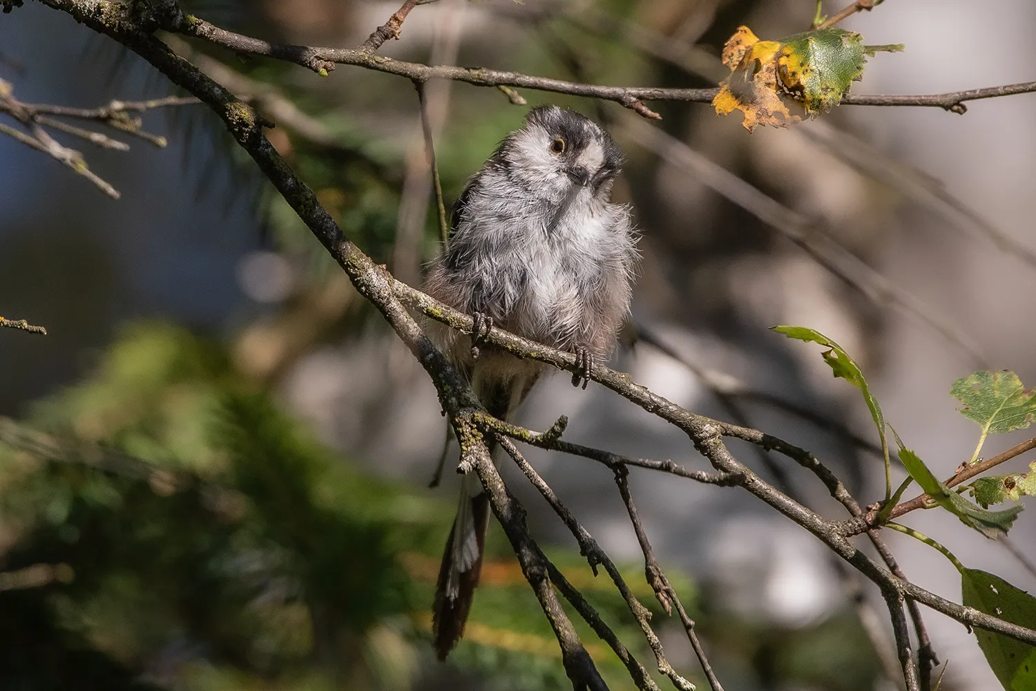 Schwanzmeise, Schwenninger Moos, Naturschutzgebiete und Ausflugsziele zur Vogelbeobachtung im Süden von Baden-Württemberg; My Travel Island