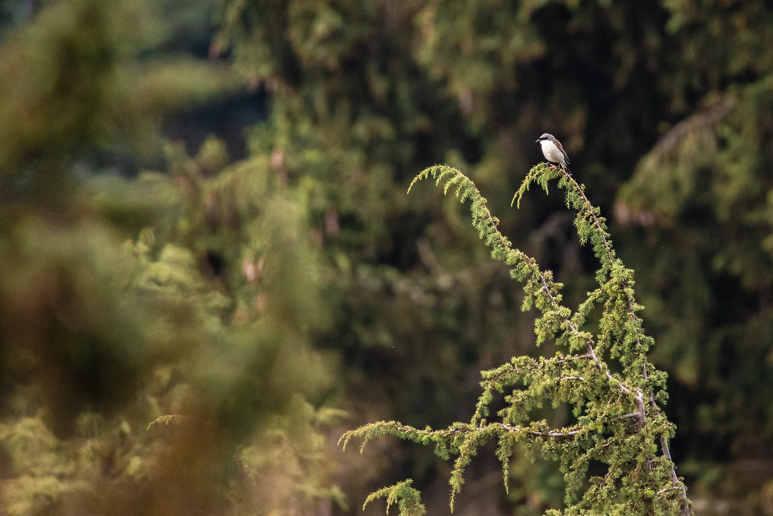 Vogelwelt auf der Schwäbischen Alb, Baden-Württemberg; My Travel Island