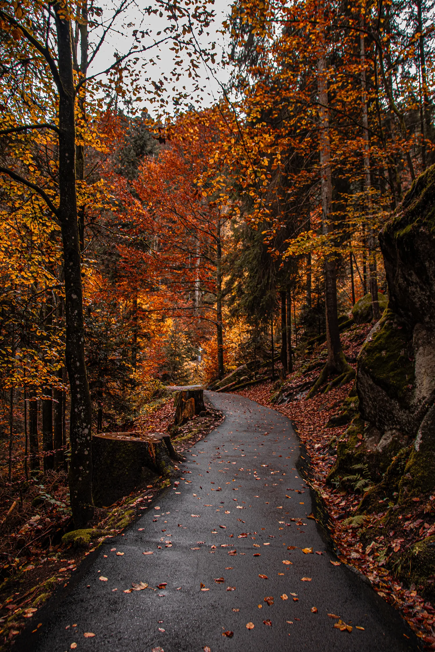 Triberger Wasserfälle, Naturschutzgebiete und Ausflugsziele zum Birding im Süden von Baden-Württemberg; My Travel Island