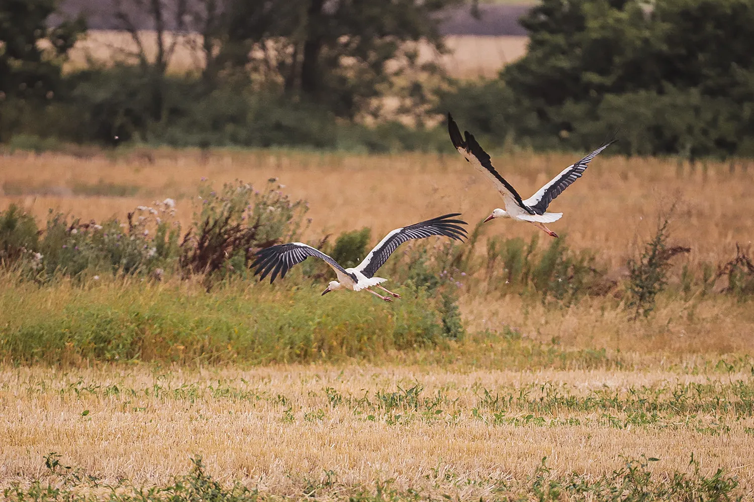 Weißstörche Schwarzwald-Baar, Naturschutzgebiete und Ausflugsziele zum Birding im Süden von Baden-Württemberg; My Travel Island