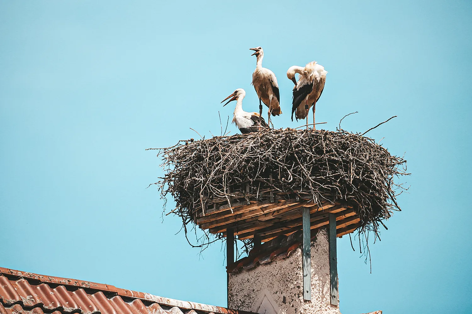 Weißstörche Schwarzwald-Baar, Naturschutzgebiete und Ausflugsziele zum Birding im Süden von Baden-Württemberg; My Travel Island