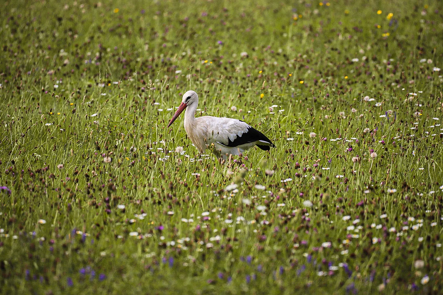 Weißstörche Schwarzwald-Baar, Naturschutzgebiete und Ausflugsziele zum Birding im Süden von Baden-Württemberg; My Travel Island