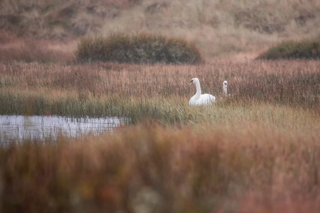 Schottland Roadtrip – Ausflugstipps und Abenteuer in der Natur