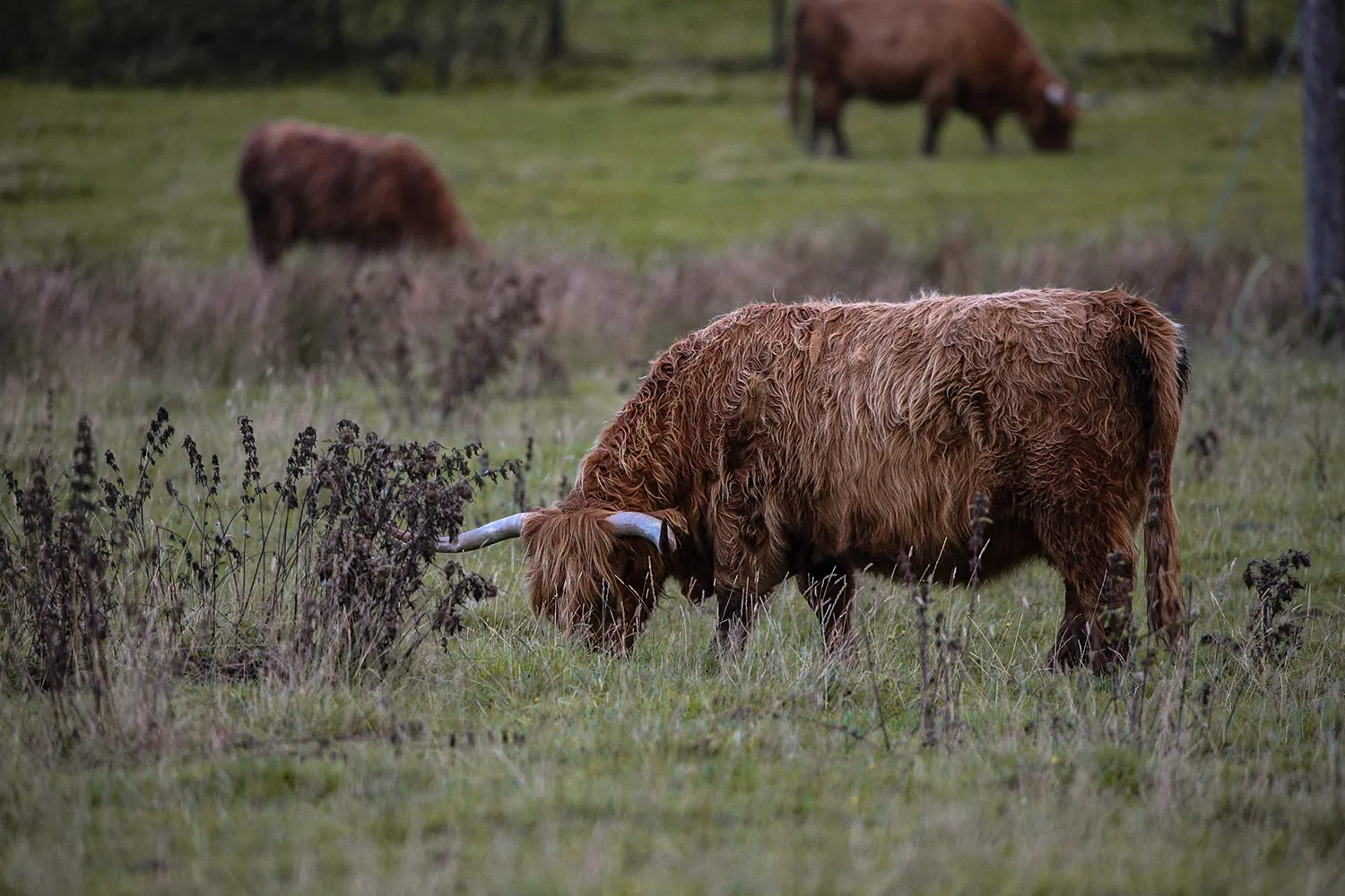 Zottelige Riesen und immer wieder ein Roadtrip-Highlight: Schottische Highland Bulls