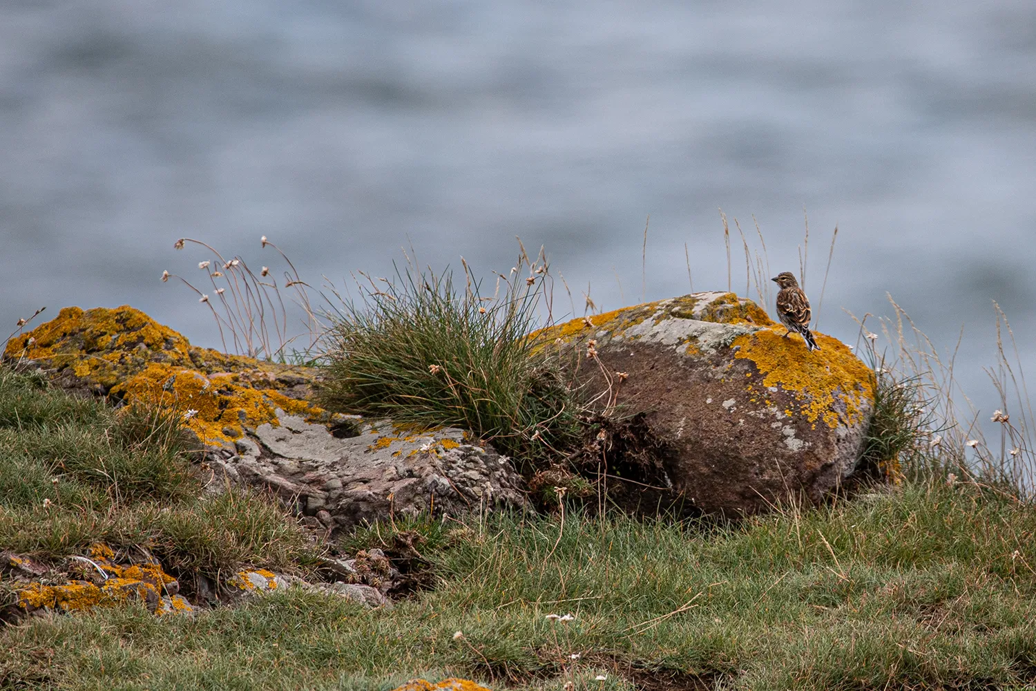 Bluthänfling im schottischen Naturreservat RSPB Scotland Fowlsheugh
