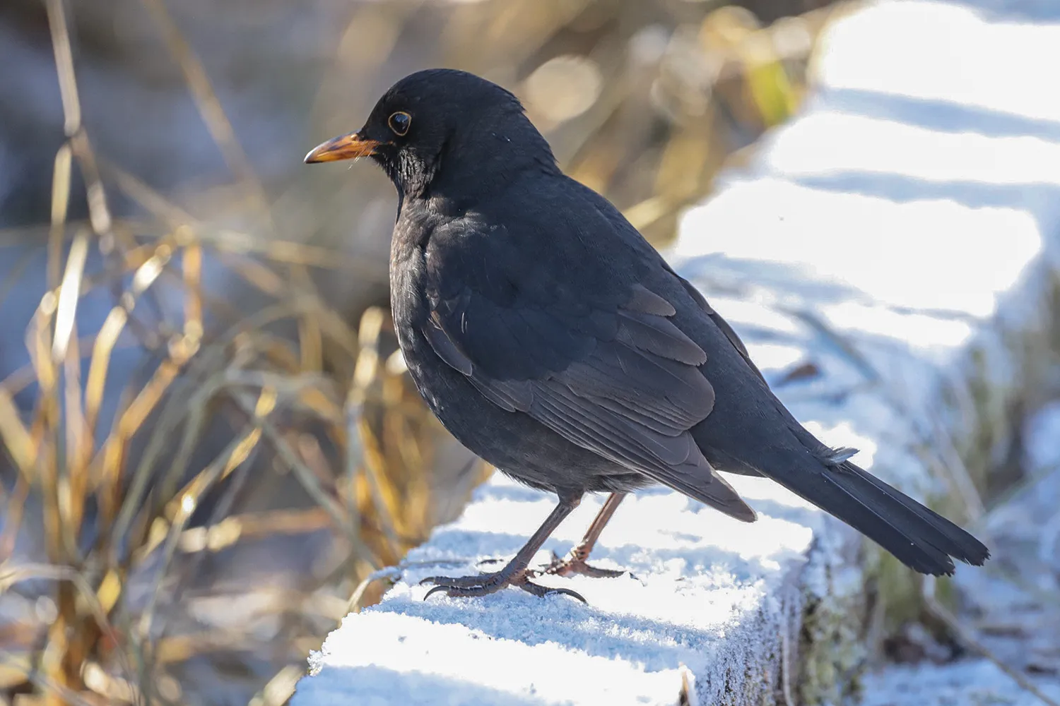Die Amsel bleibt auch den Winter über in unseren Gärten, Parks und Wäldern.