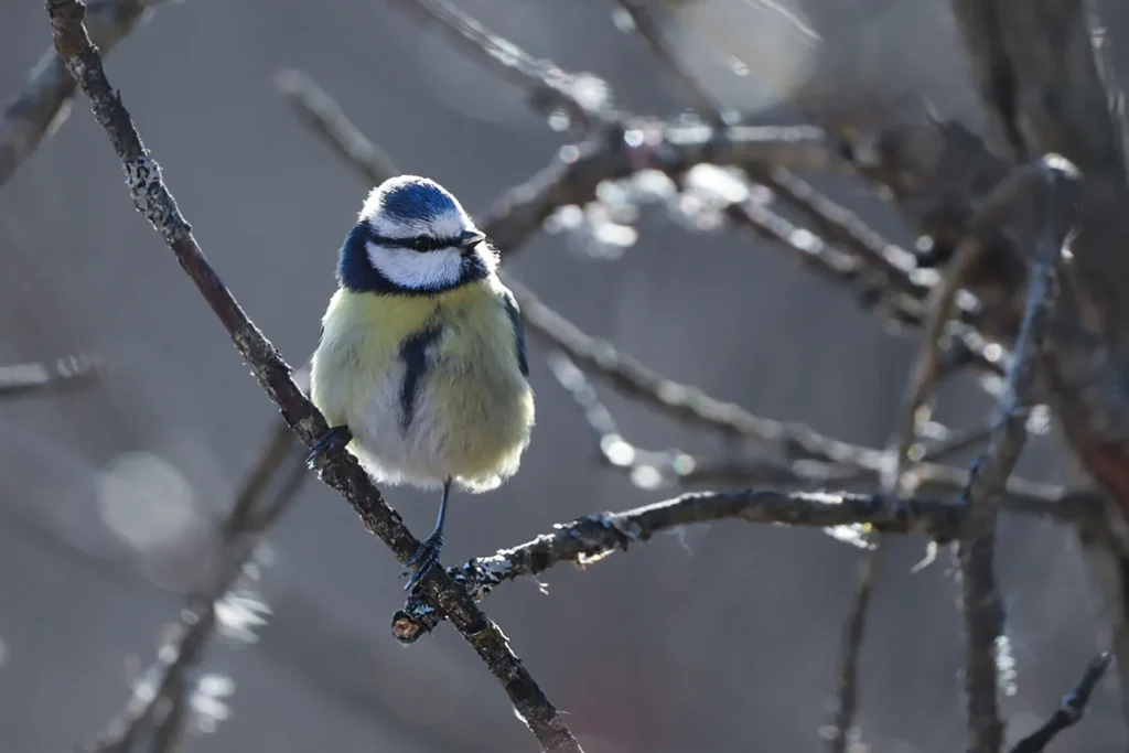Wintervögel in Deutschland: Heimische Vogelarten erkennen und beobachten