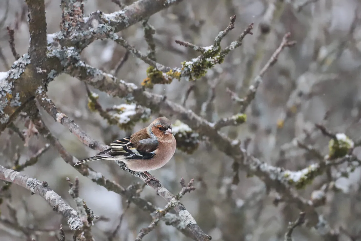 In den Wintermonaten schließen sich Buchfinken zu lockeren Schwärmen zusammen, häufig gemeinsam mit anderen Finken wie Grünfinken oder Bergfinken. 