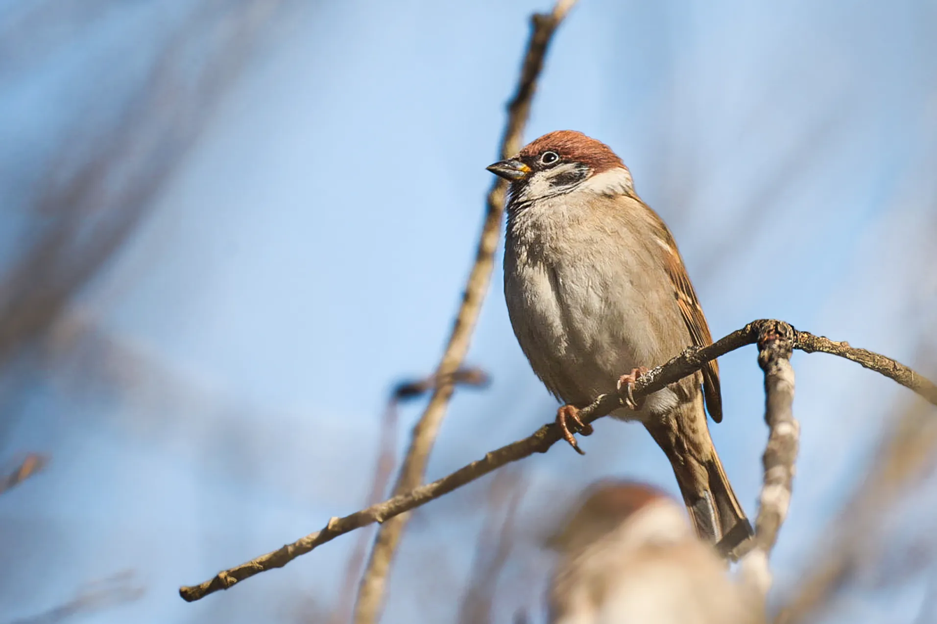 Als heimische Wintervögel punkten Feldsperlinge mit Anpassungsfähigkeit.