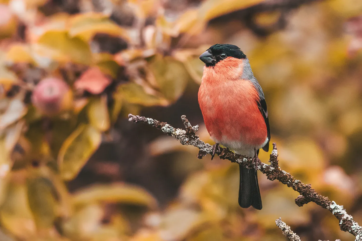 Als Wintervögel bilden Gimpel kleine Trupps oder auch größere Schwärme, die sich erst im Februar/März wieder auflösen.