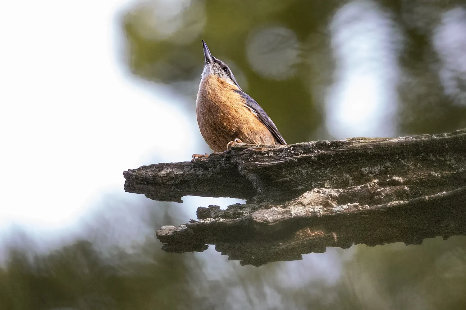 Kleiber sind flinke Baumbewohner und typische Wintervögel in Deutschland. 