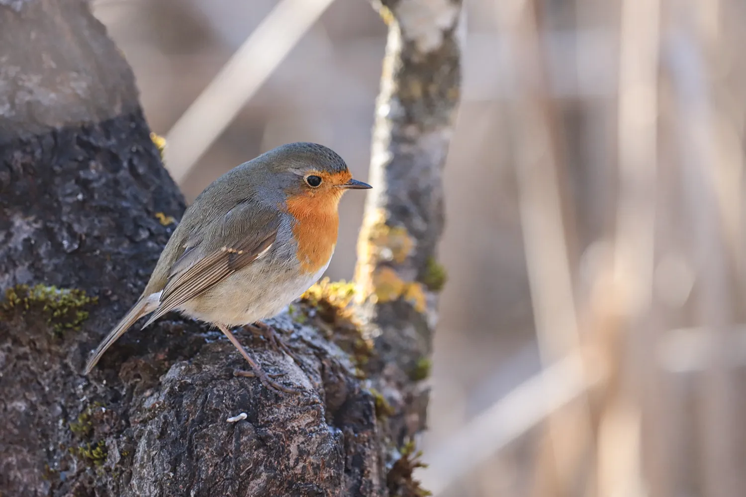 Rotkehlchen gehören zu den beliebtesten Wintervögeln