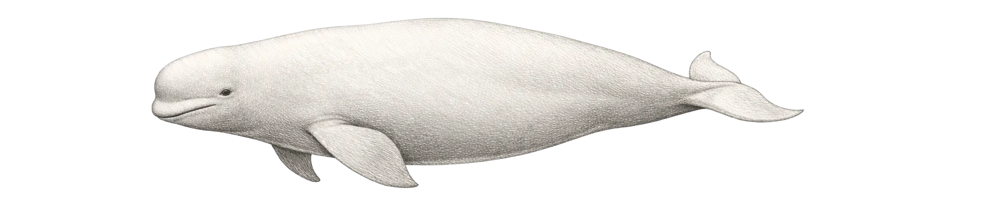 Die Wale von Nordnorwegen - Beluga Zeichnung - (c) My Travel Island