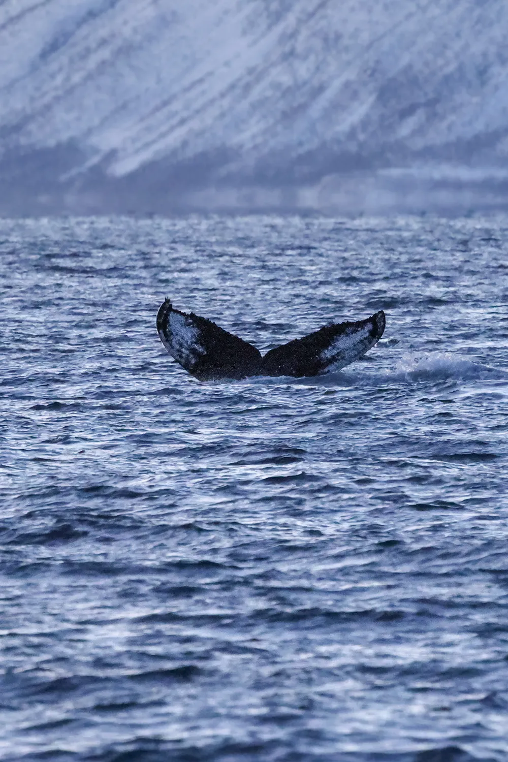 Buckelwale vor der Küste von Skjervøy im Januar 2026 • Fotos: © Marielle Janotta