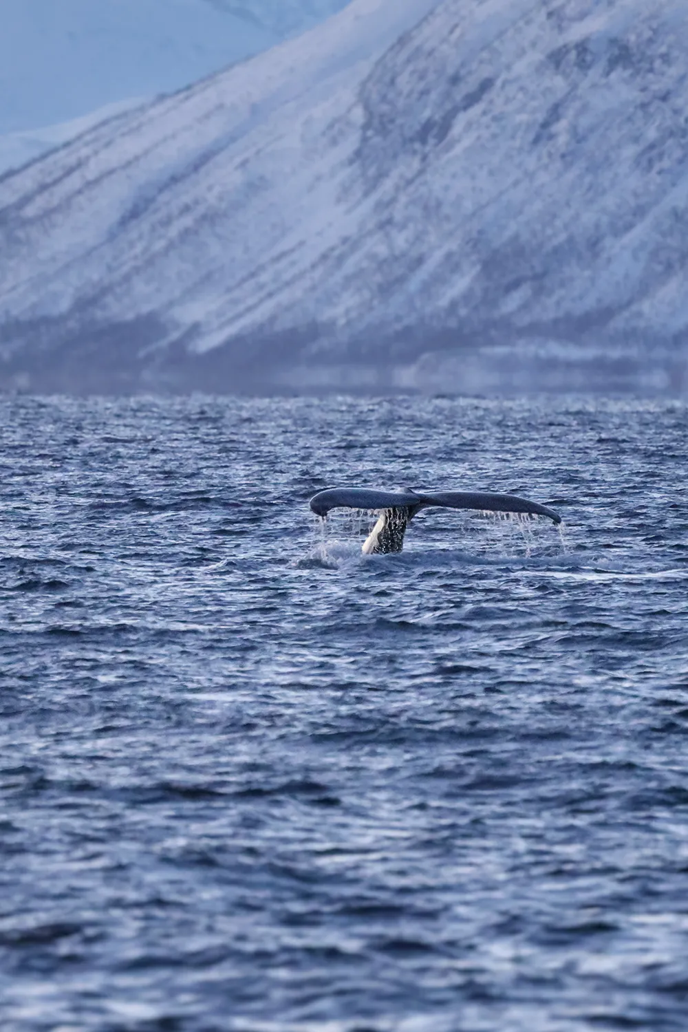 Buckelwale vor der Küste von Skjervøy im Januar 2026 • Fotos: © Marielle Janotta