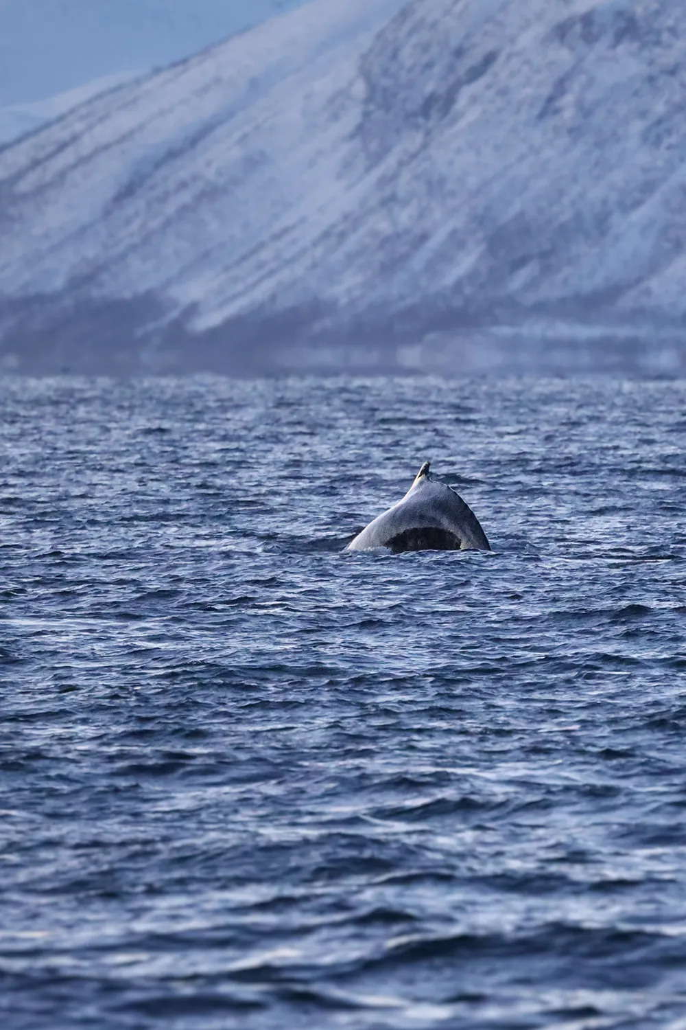 Buckelwale vor der Küste von Skjervøy im Januar 2026 • Fotos: © Marielle Janotta