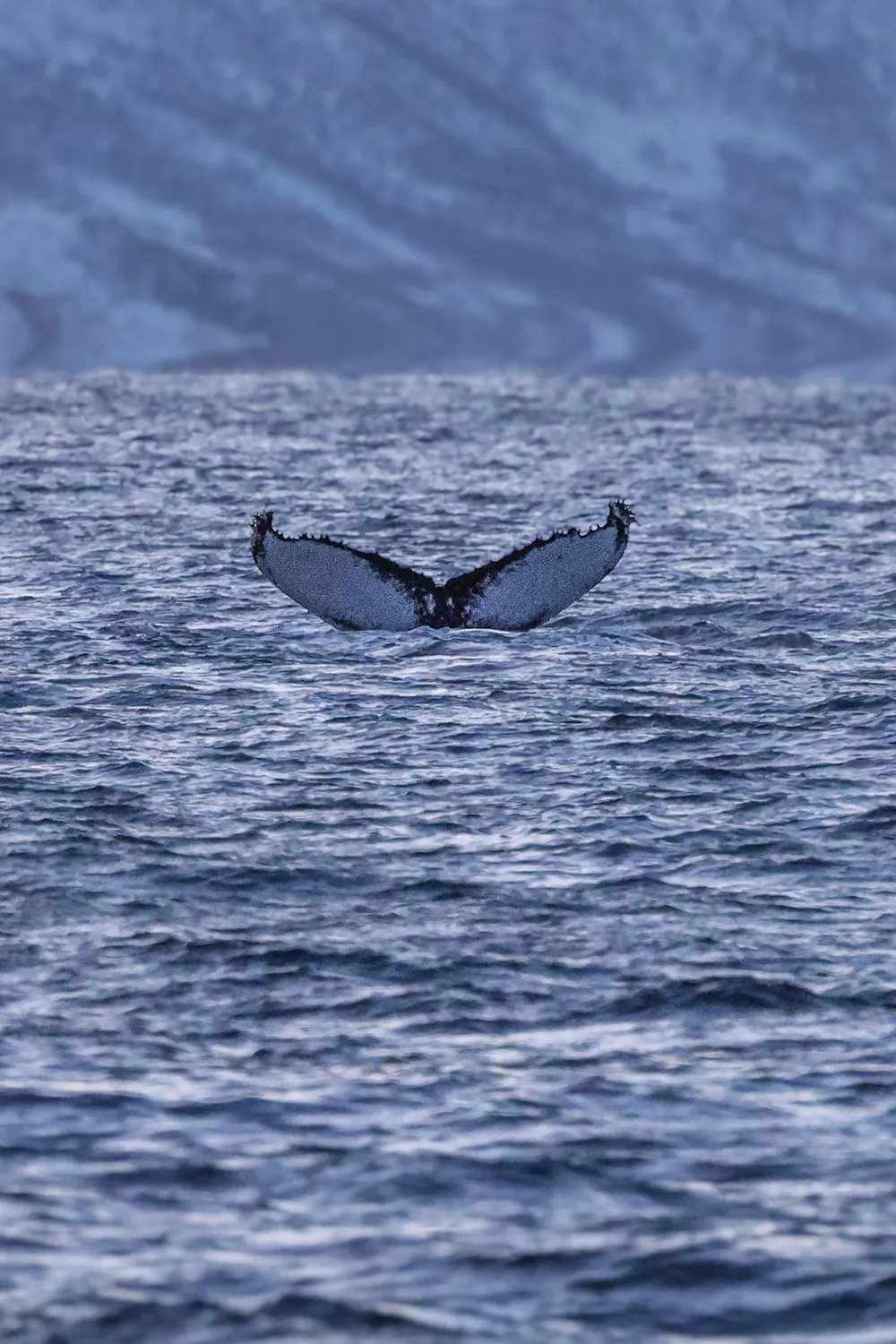 Buckelwale vor der Küste von Skjervøy im Januar 2026 • Fotos: © Marielle Janotta