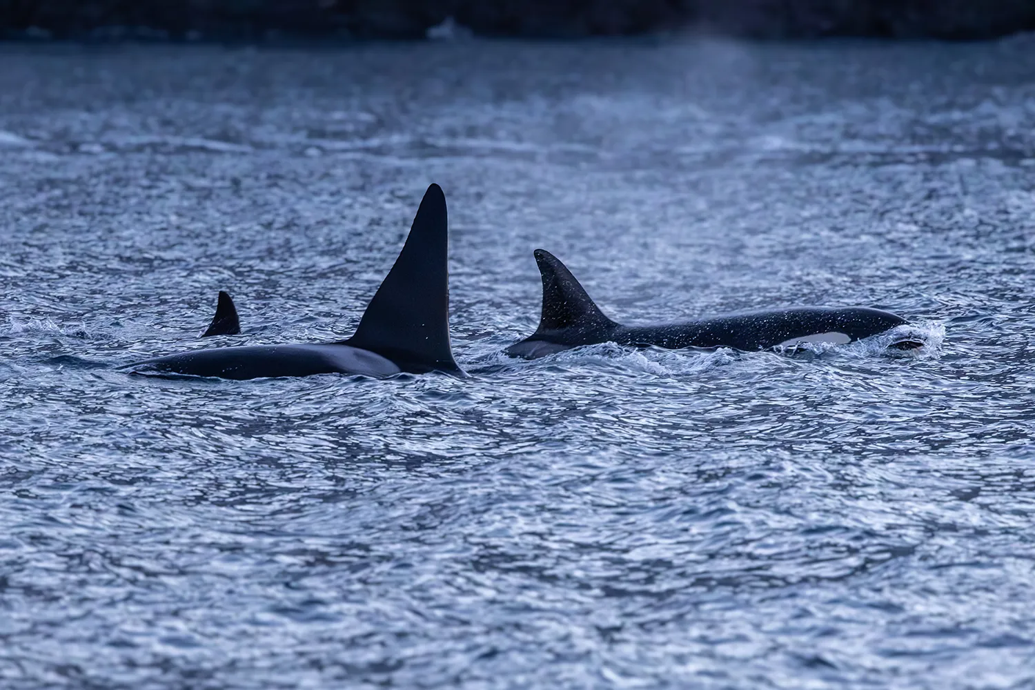 Die Wale von Nordnorwegen - Orcas vor der Küste von Skjervøy im Januar 2026 • Fotos: © Marielle Janotta