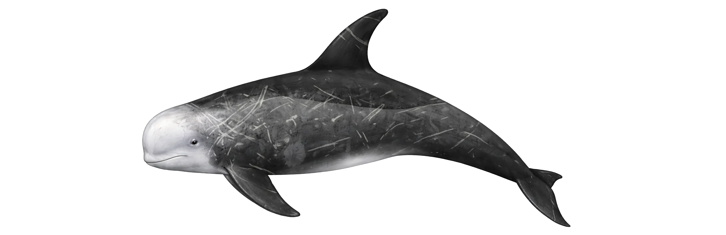 Die Wale von Nordnorwegen - Risso-Delfin Zeichnung - (c) My Travel Island