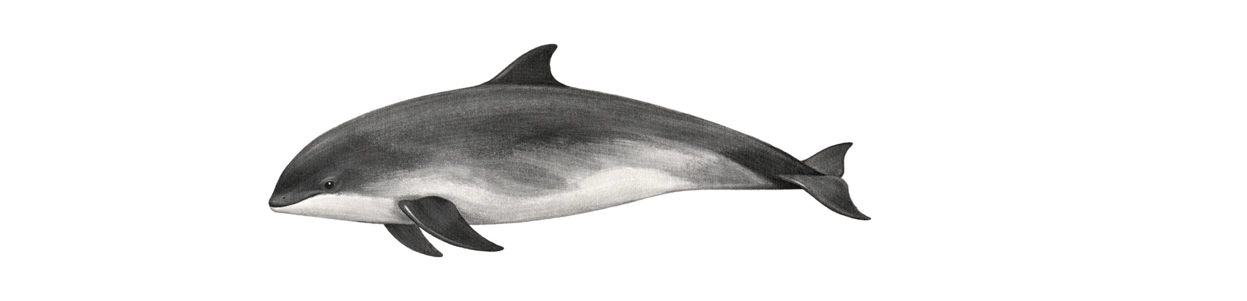 Die Wale von Nordnorwegen - Schweinswal Zeichnung - (c) My Travel Island