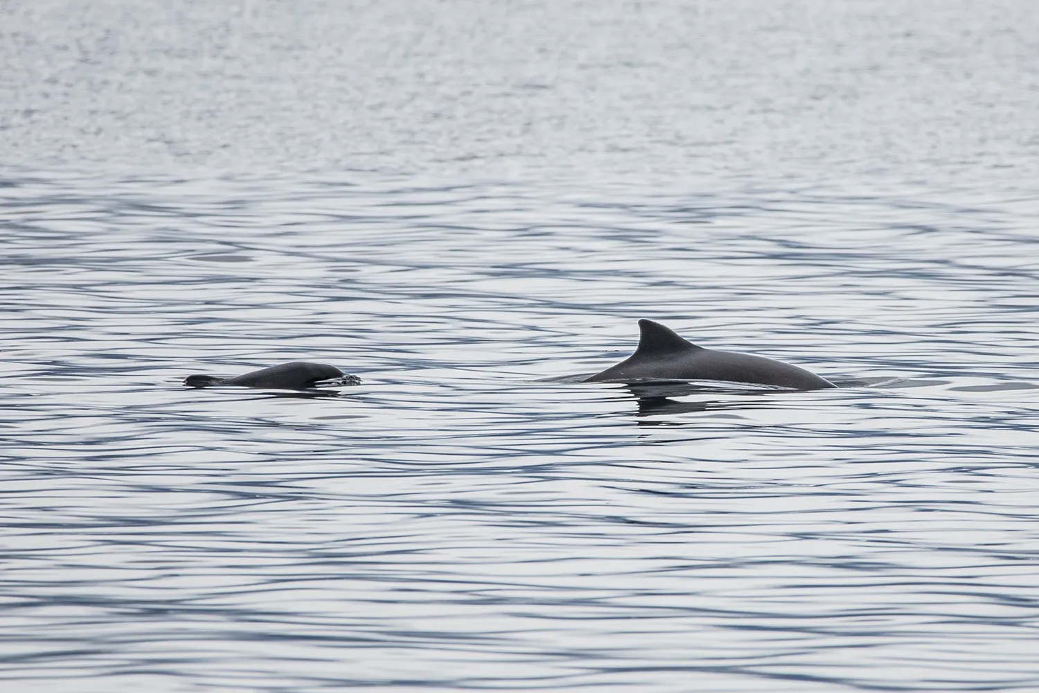 Die Wale von Nordnorwegen - Schweinswale nur wenige Meter von der Küste entfernt • Fotos: © Marielle Janotta
