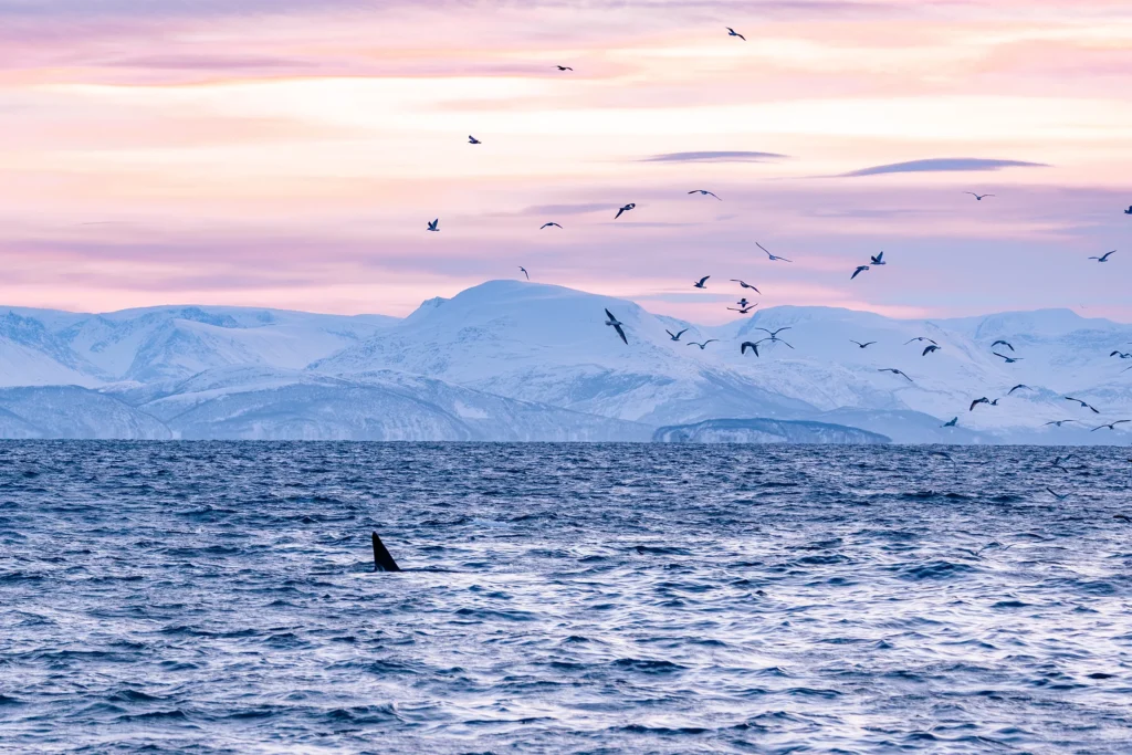 Die Wale von Nordnorwegen: Eine Reise in die geheimnisvollen Tiefen