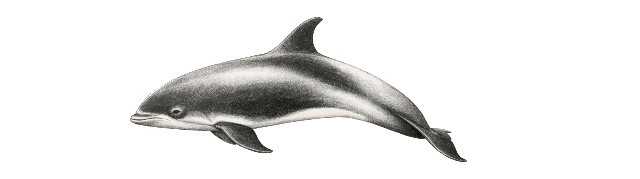 Die Wale von Nordnorwegen - Weißschnauzendelfin Zeichnung - (c) My Travel Island