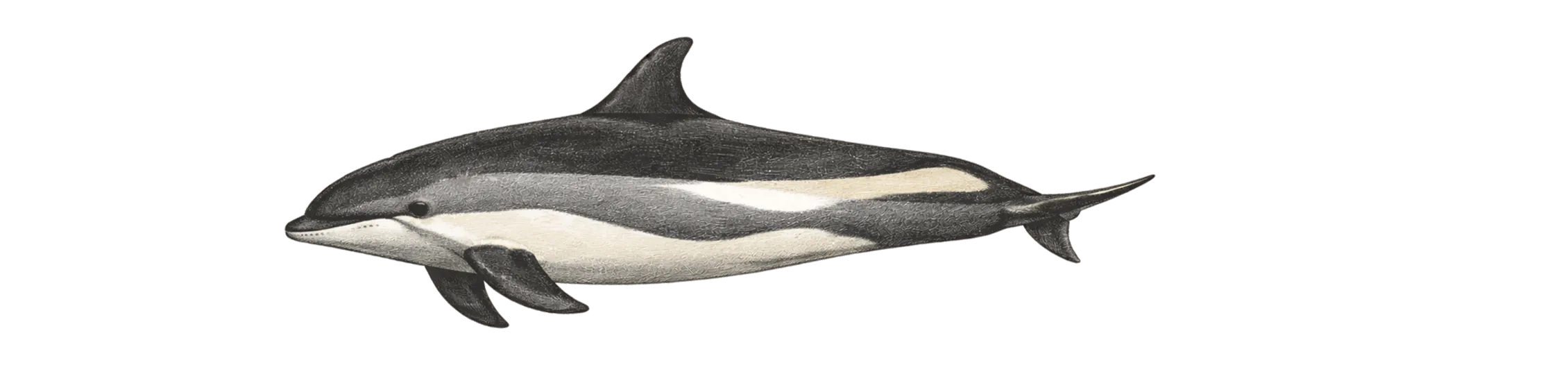 Die Wale von Nordnorwegen - Weißseitendelfin Zeichnung - (c) My Travel Island