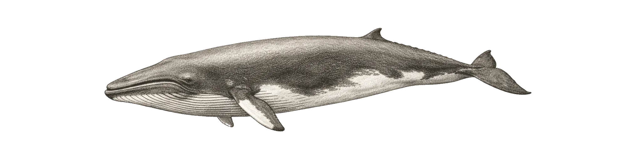 Die Wale von Nordnorwegen - Zwergwal Zeichnung - (c) My Travel Island