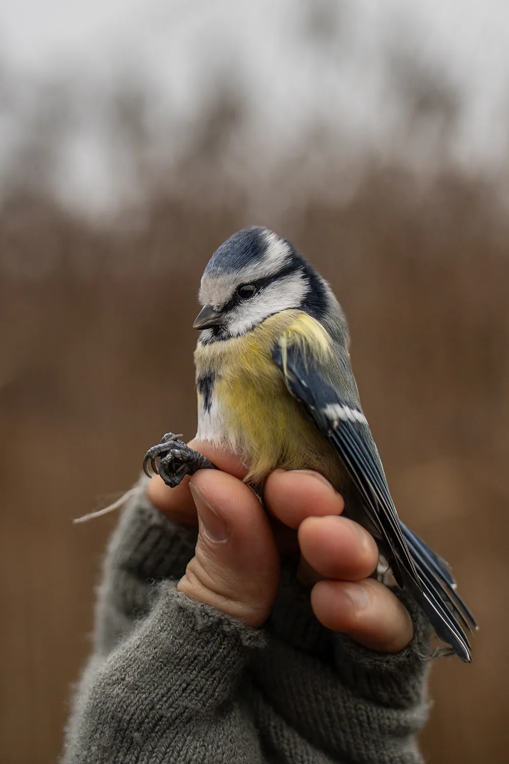 Blaumeise auf der Beringungsstation Mettnau
