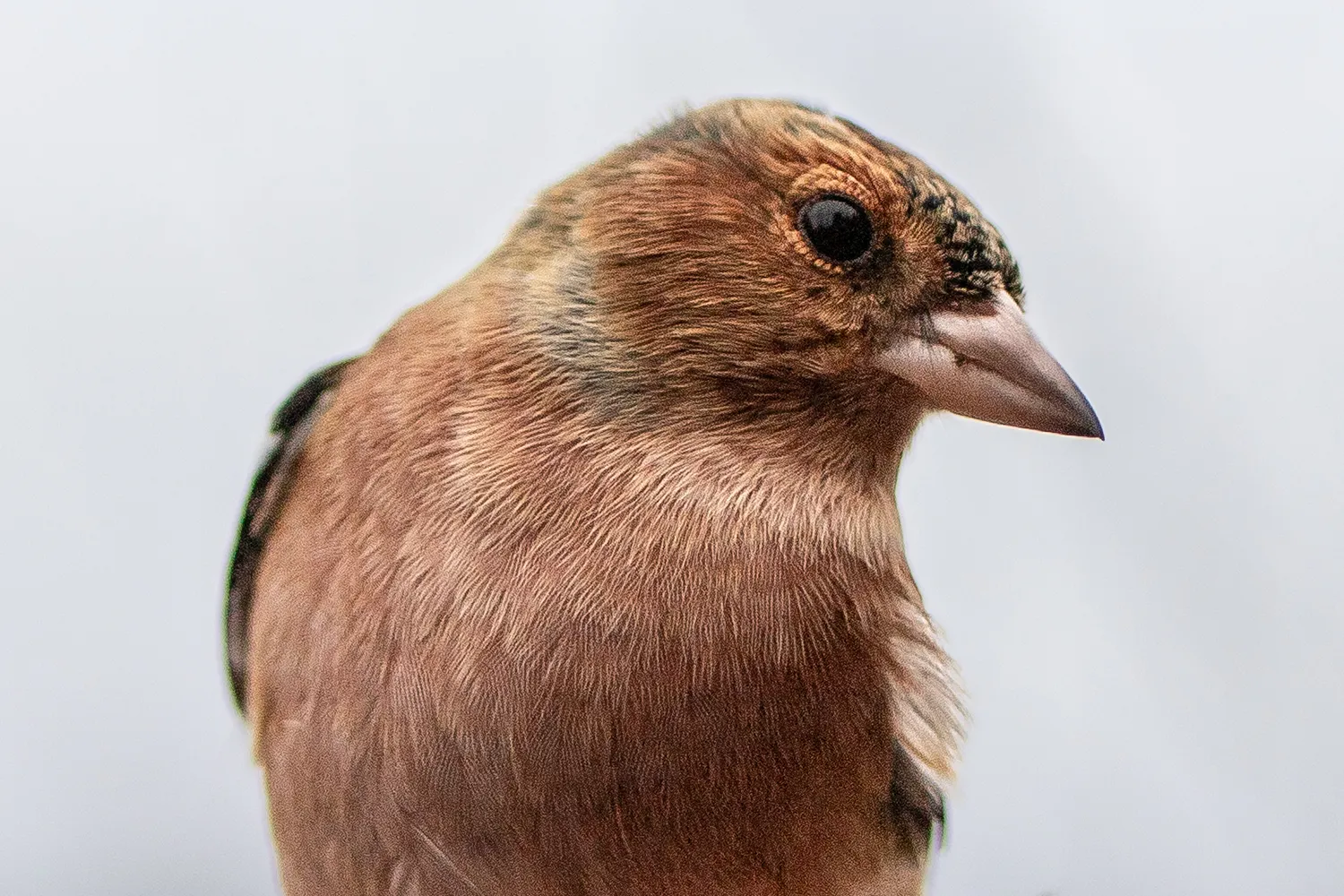 Buchfink. Vogelwarte Radolfzell und die Halbinsel Mettnau: Vogelberingung, Forschung und Vogelbeobachtung