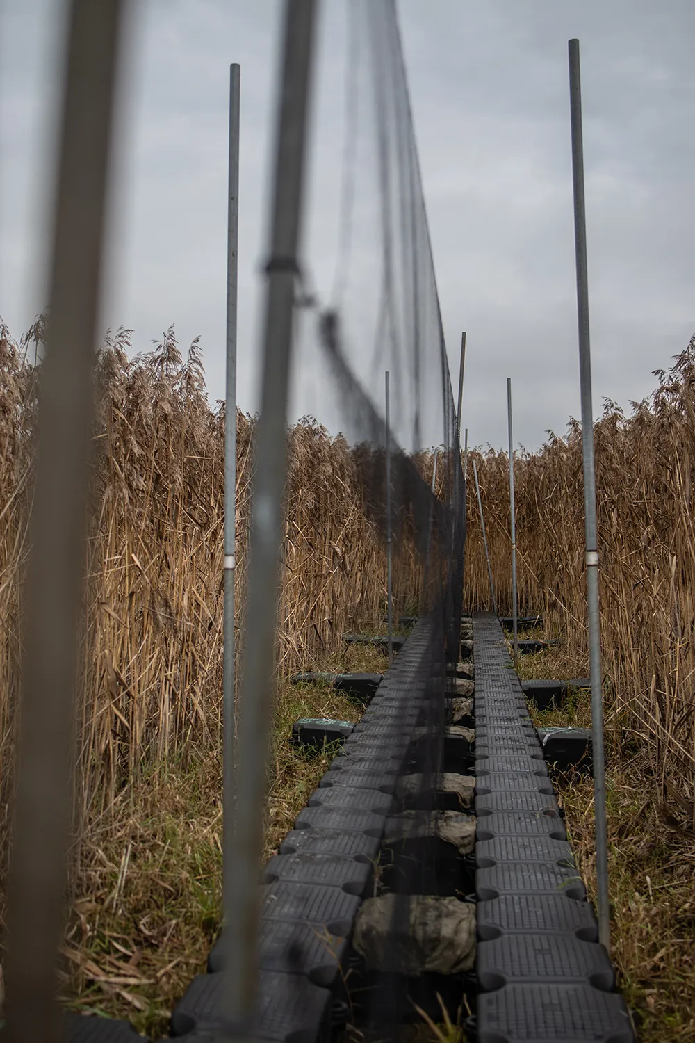 So sehen die Japannetze auf der Beringungsstation Mettnau aus.